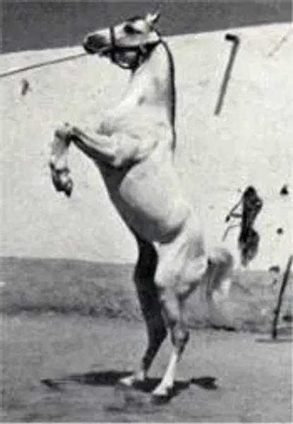 Amrulla