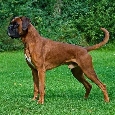 Square-jawed and muscular, the Boxer is the George Clooney of the dog world, a hunk with a sense of humor and an underlying sweetness.