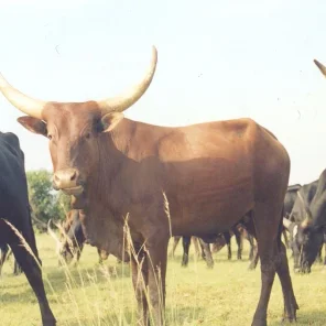 Kigezi