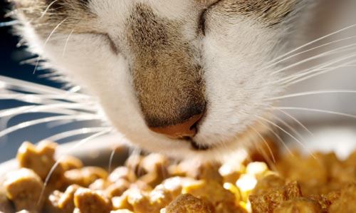 Healthy Nutrition for Your Senior Cat