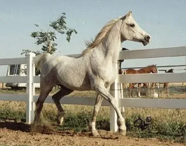 Gai-Apache