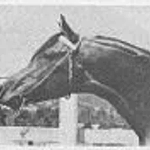 Cytarus