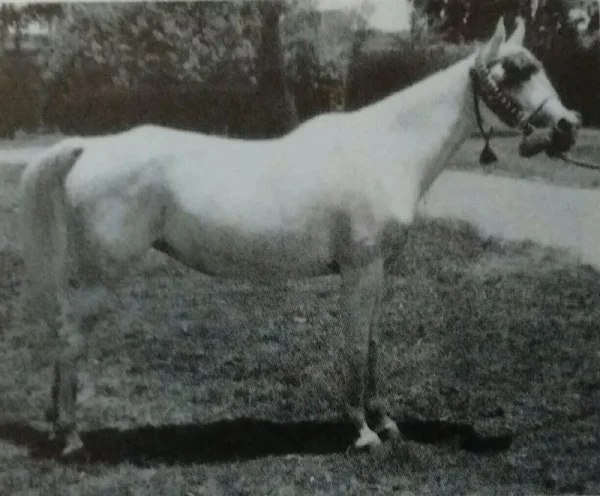 Bint Bukra