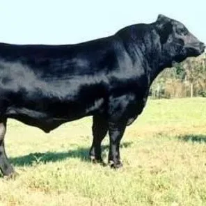 Balancer