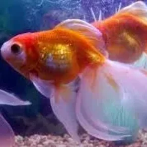 Goldfish