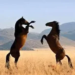 Namib Desert