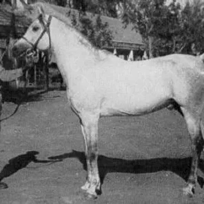 SHEIKH EL ARAB