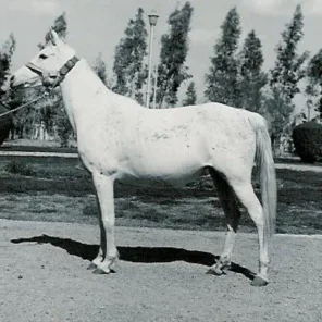 BINT OM EL SAAD
