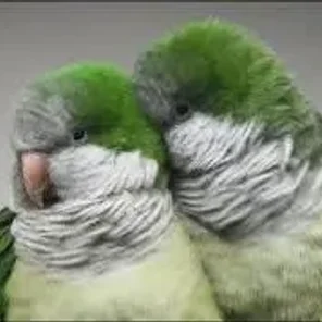 Quaker Parakeet (Monk)