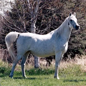 RAMSES EL KAMAL