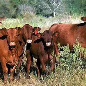 Santa Gertrudis