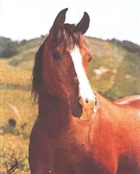 Khemadera