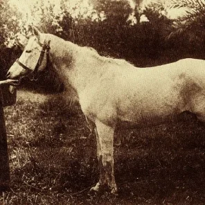 IBN NURA