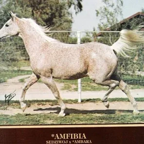Amfibia