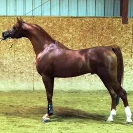 SW Ferrari (RHR Marcedes x Famtastica HVP~ Magnum Psyche