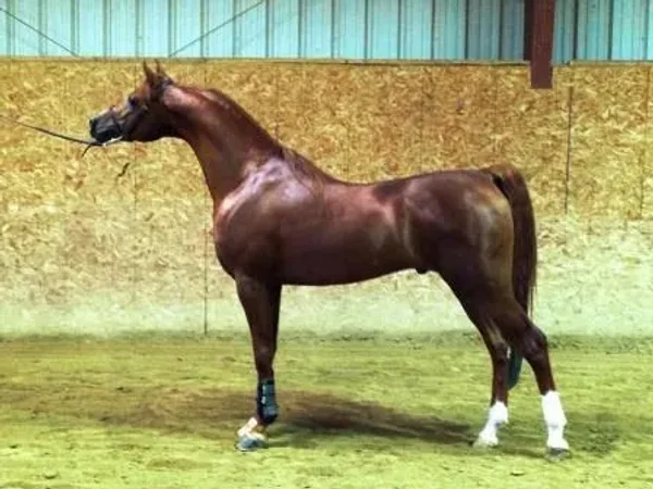 SW Ferrari (RHR Marcedes x Famtastica HVP~ Magnum Psyche