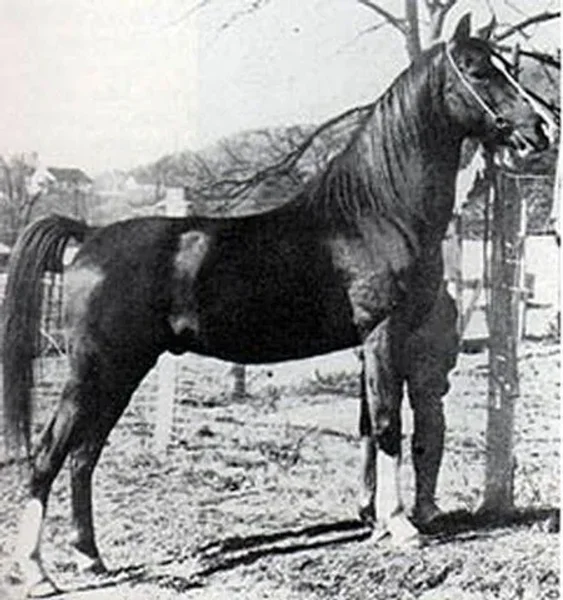 Mirzam 1925 Arabian Stallion.