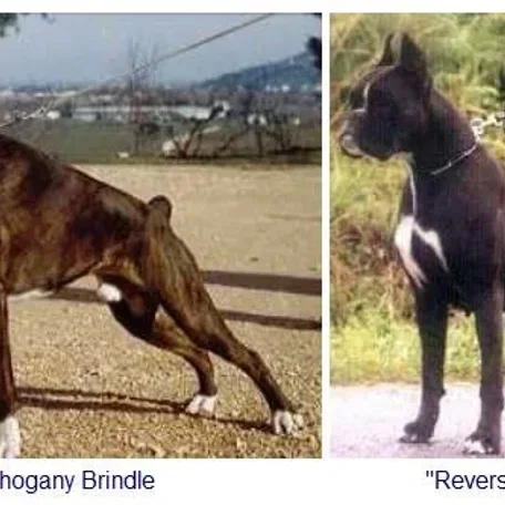 Colors and Markings on the Boxer Breed