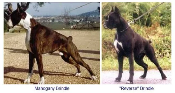 Colors and Markings on the Boxer Breed
