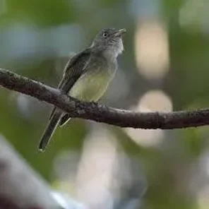 Saffron-crested Tyrant