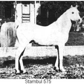 STAMBUL