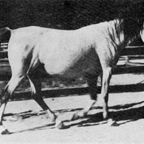 Maaroufa