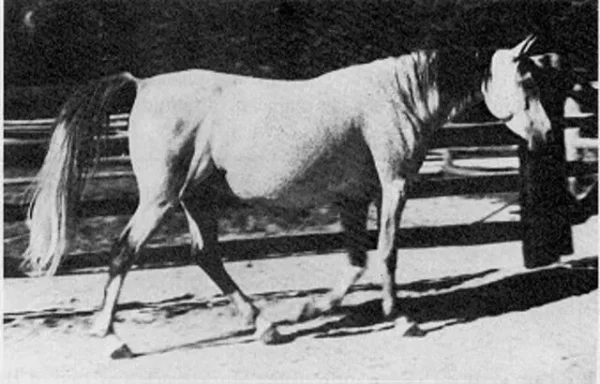 Maaroufa