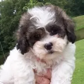 Shih-Poo (Designer Dog)