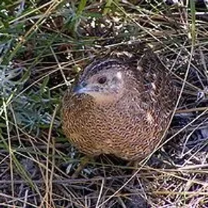 Brown Quail