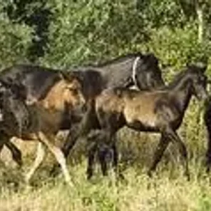 Monterufolino