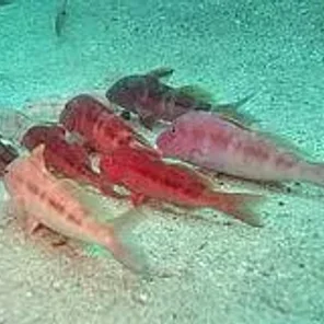 Goatfish