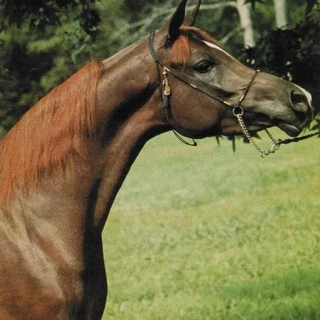 
          Photo by Luxemere Arabians
        