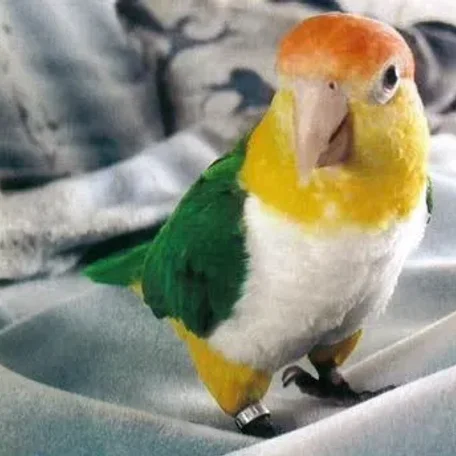 Caiques, Small Conures, Lories, Large Parakeets, Pionus, and Poicephalus