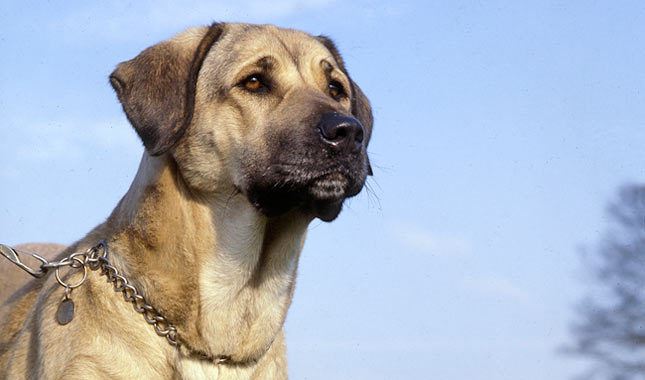 Anatolian Shepherd