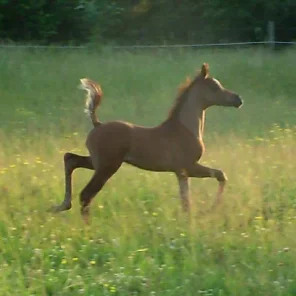 Benttlii