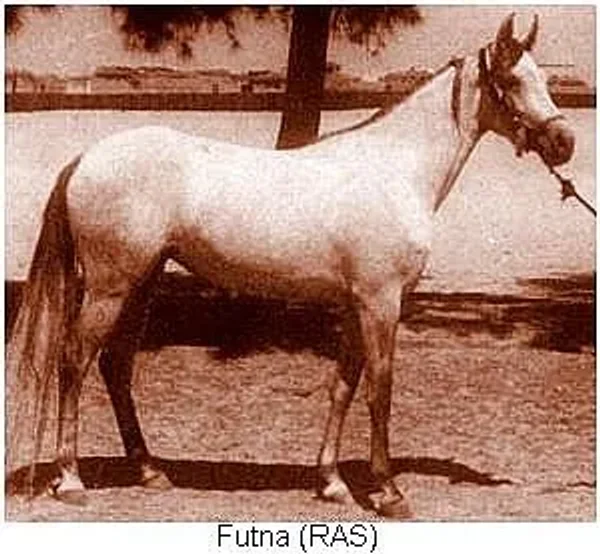 FUTNA