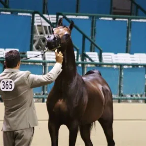 Region One Arabian Horse Show 2012