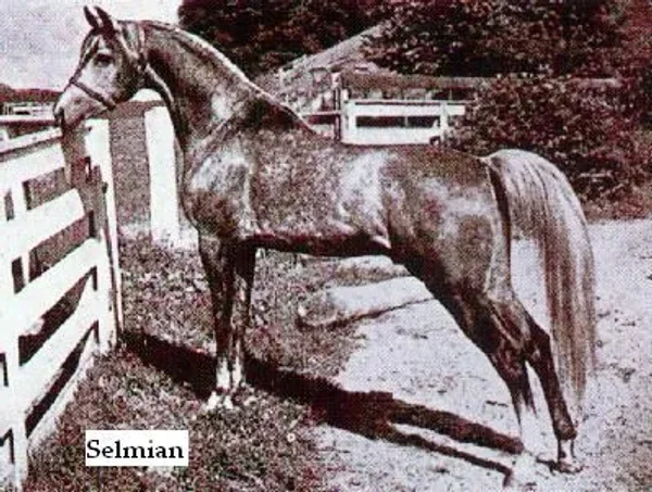 SELMIAN