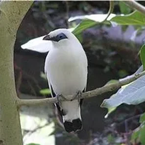 Myna