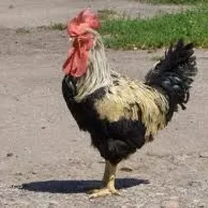 Yurlov Crower