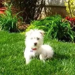 Cocker Westie (Designer Dog)