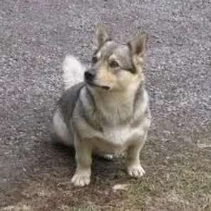 Swedish Vallhund
