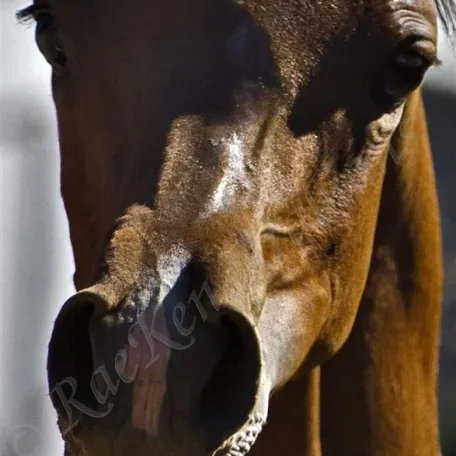 Pogroms Fantasia RKA Foaled: 4/6/2013, Sire: *Pogrom [QR Marc (Marwan Al Shaqab)] Dam: Fantasy M [Thee Masterpiece[Padrons Psyche x Menescada] x WB First Edition [Ponomarev x ET Euphoriaa]