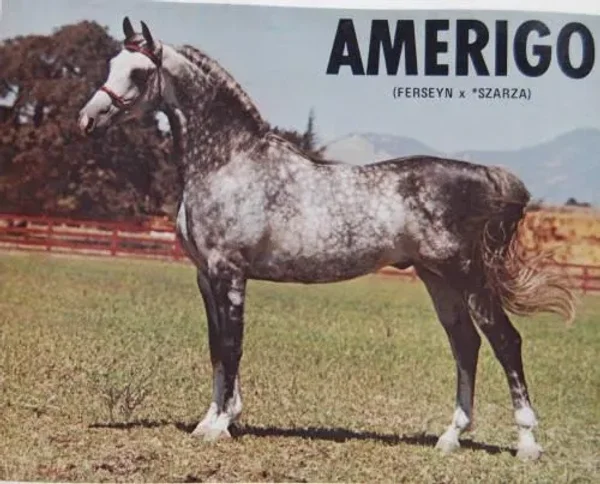 AMERIGO