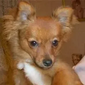 Pom-Silk (Designer Dog)