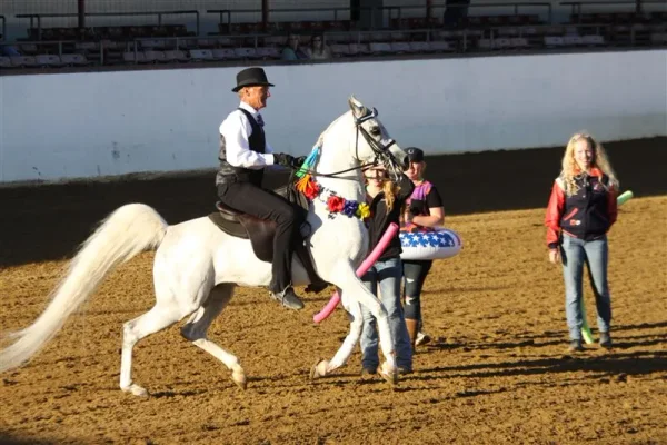 Region 2 All Arabian Horse Show 2012