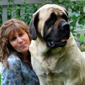 American Mastiff (Molosser)