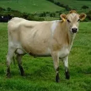 Jersey