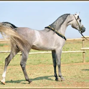 HS Lord Halsdon