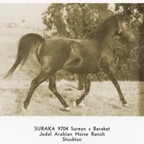 SURAKA